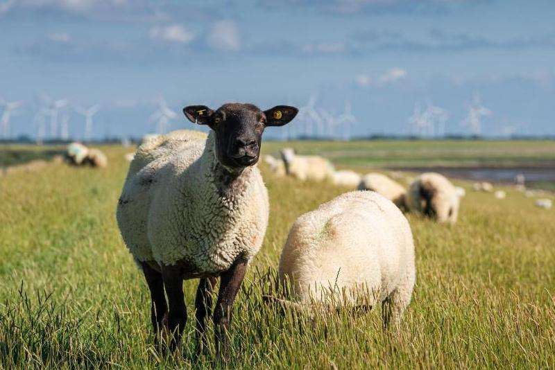 Ins点赞张艺兴的内容